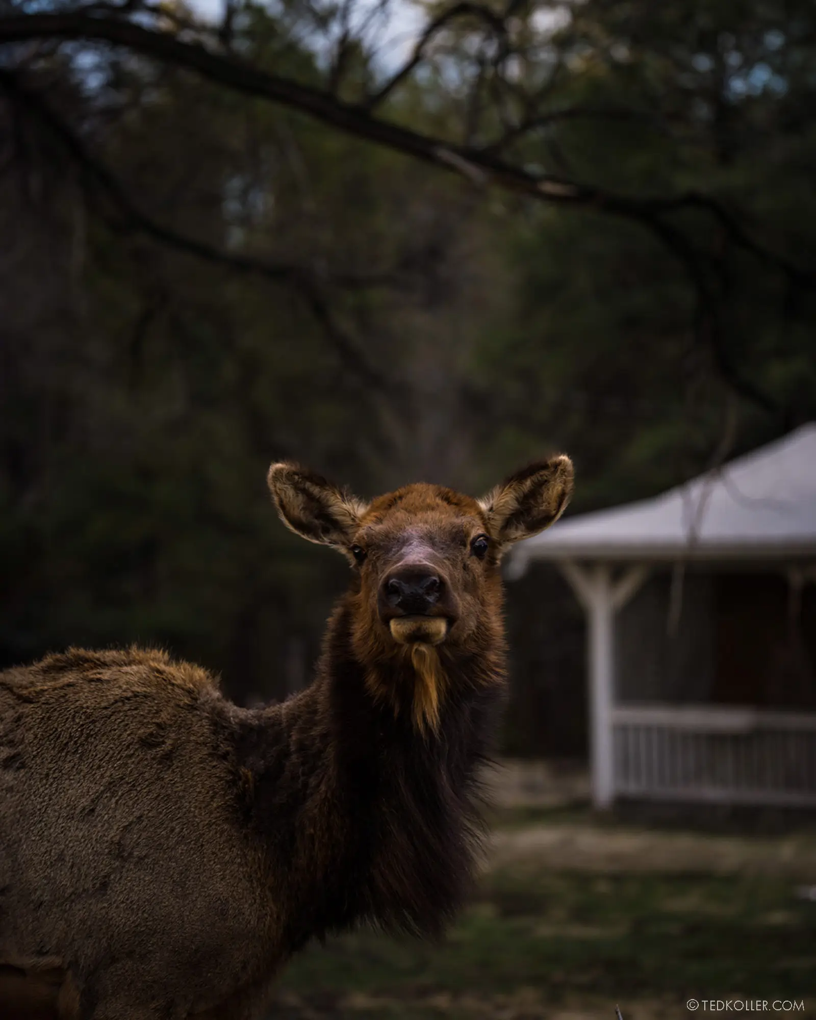 Wildlife & Conservation