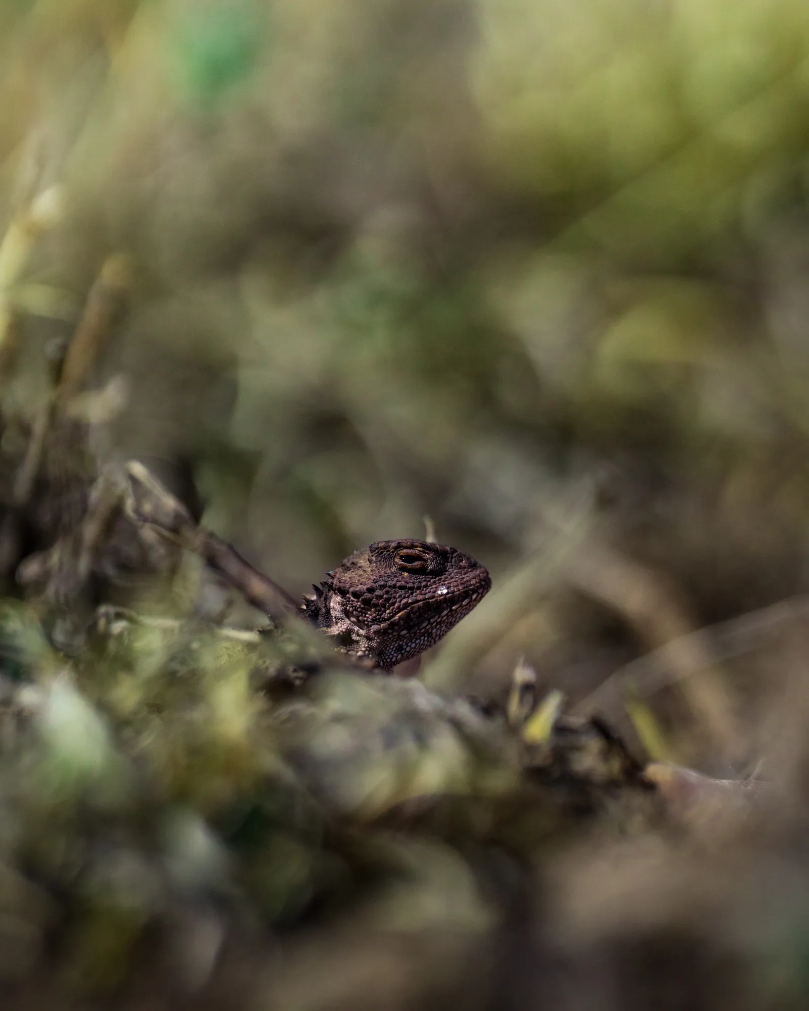lizard in new mexico