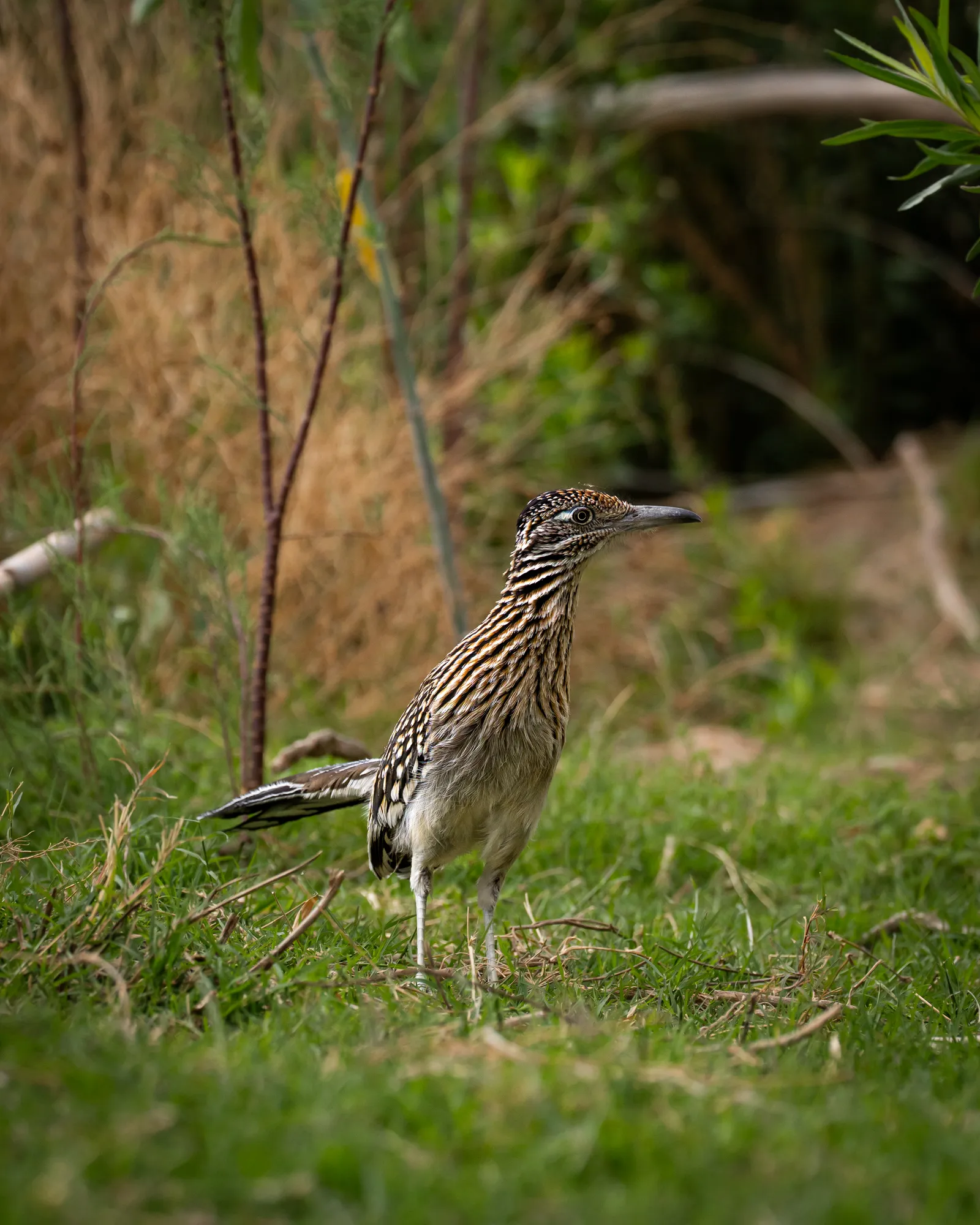 roadrunner in chihuahua mexico