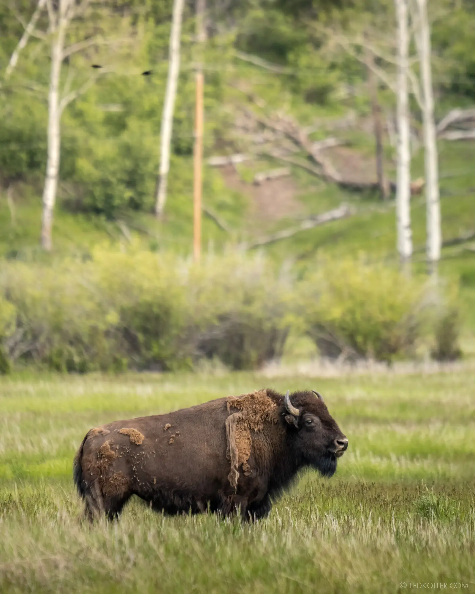 bison/buffalo in jackson wyoming